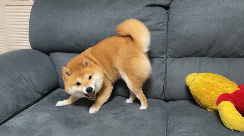 提供：うにandおからさん