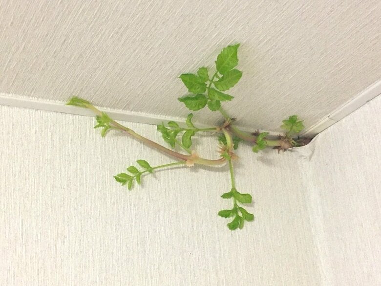 発見から3日目（8月10日）ツルが少し太くなってきている