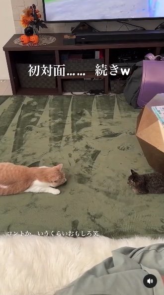 提供：たーにゃ。さん