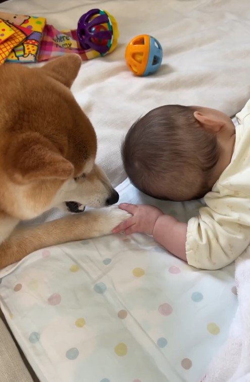 提供：torakichi602さん