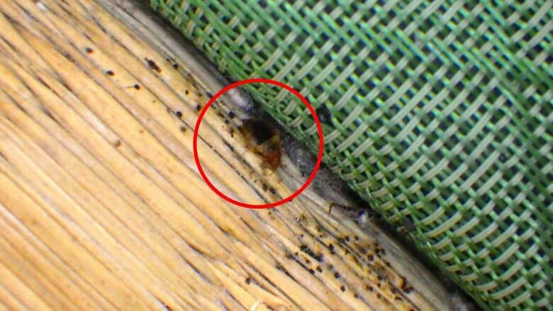 畳の縁の部分に発見したトコジラミ（画像提供：足立雅也さん）