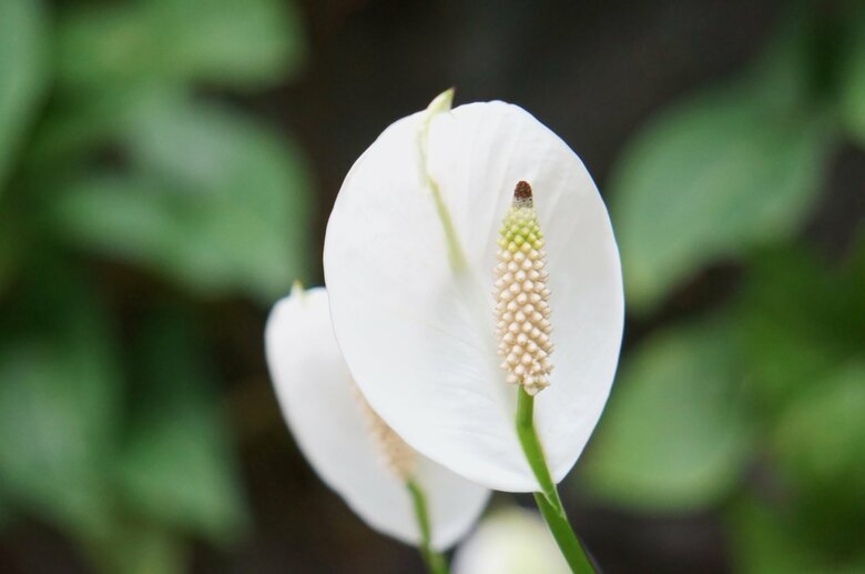 スパティフィラムは一年に一度白くて美しい“花”を咲かせる（画像はイメージ）