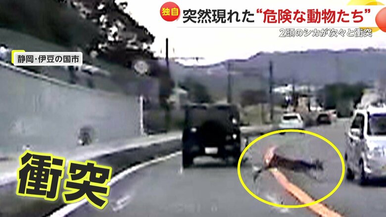 シカ2頭が次々と車にぶつかる瞬間（10日、静岡・伊豆の国市）⑧
