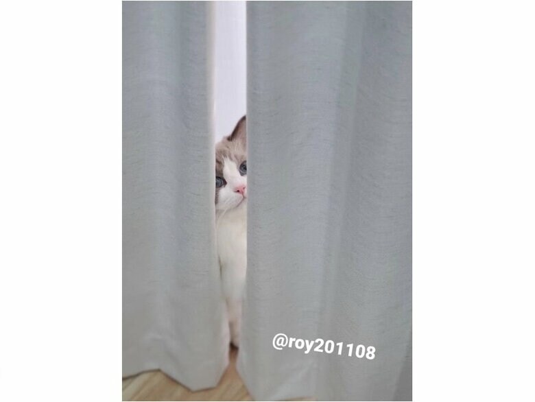 提供：ロイくん@roy201108さん