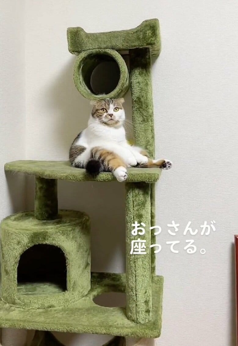 キャットタワーの上でもどっしり座っている