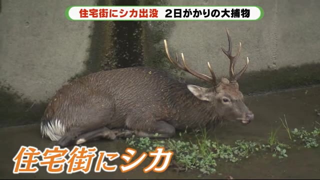 住宅地にシカ出現 なぜ?どこから? 専門家「しばらく注意が必要」 静岡市
