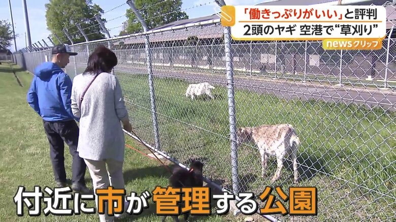 ヤギたちを見に来た公園利用者たち