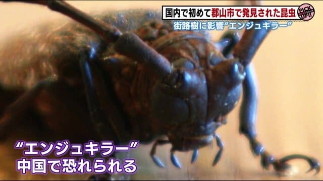 中国では「エンジュキラー」の異名を持つ