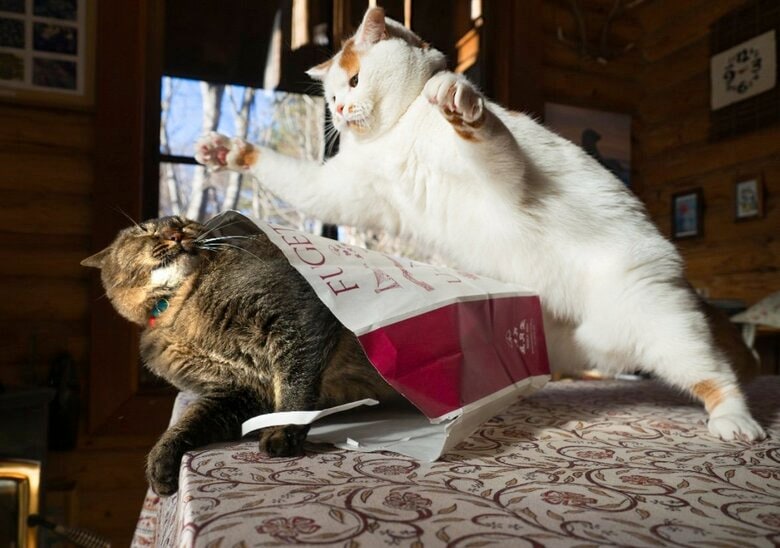 実家で一緒に飼っている三浦こんぶくんとジャイアンなメイくんの袋争い（提供：MARCOさん）