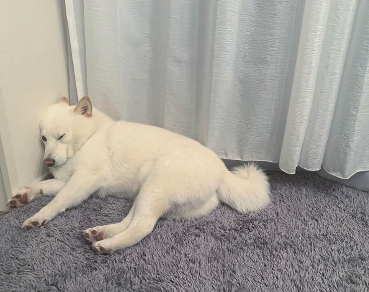 提供：ラッキーさん