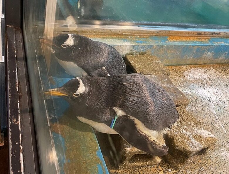展示場の隅っこはジェンツーペンギンがいつもいる場所だという（提供：長崎ペンギン水族館）