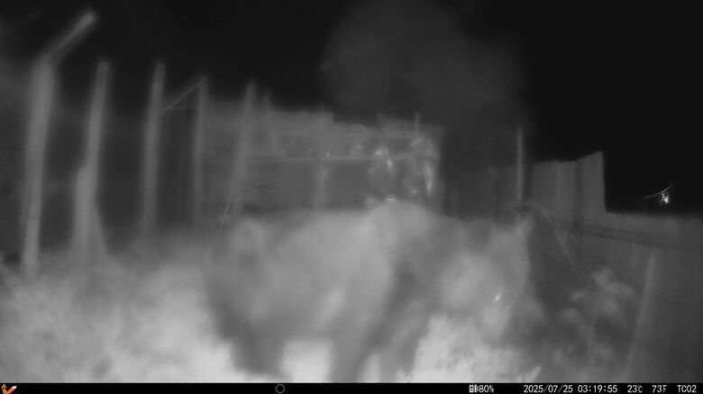 上ノ国町でUHBが捉えたクマ