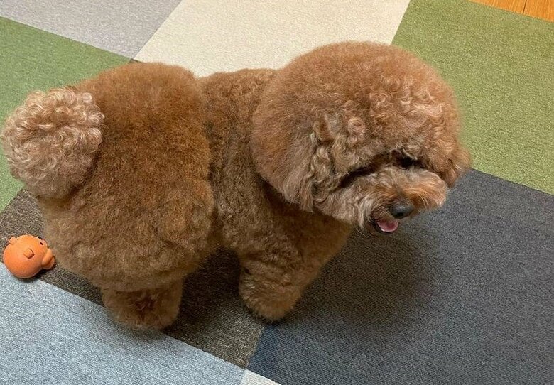 丸い尻尾が見分けるコツ