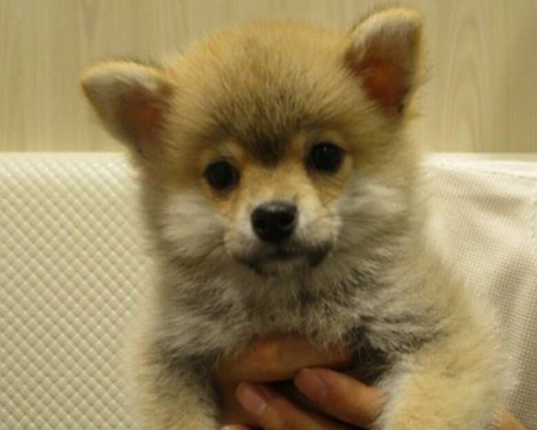 もこまるくんの子犬時代