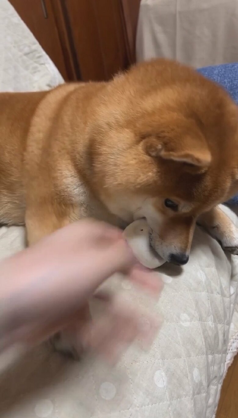 めげない飼い主さん