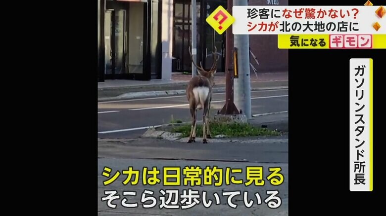 羅臼町では、シカを日常的に見るという