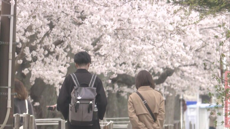 復興を見守ってきた夜の森のサクラ