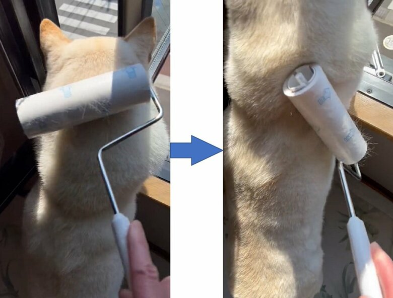 外を見ている時に頭や体をコロコロをされても反応しない