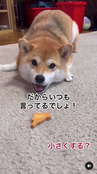 提供：柴犬ゆきちゃん