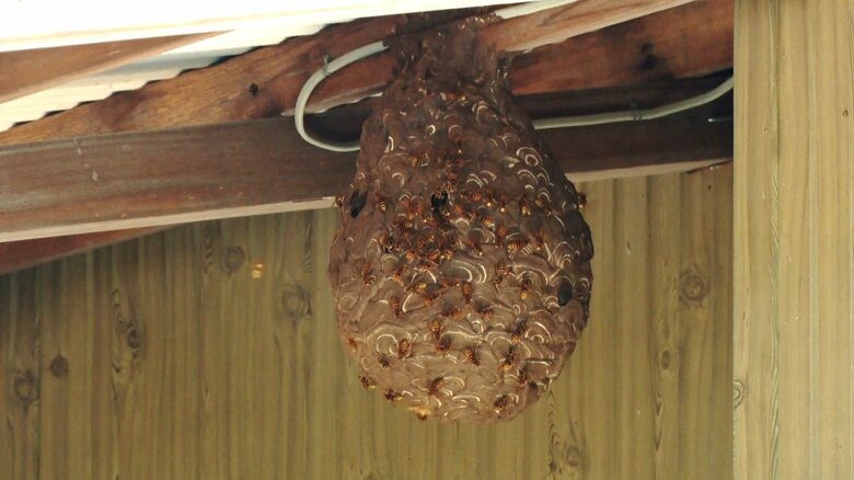 軒下にできた巨大なハチの巣