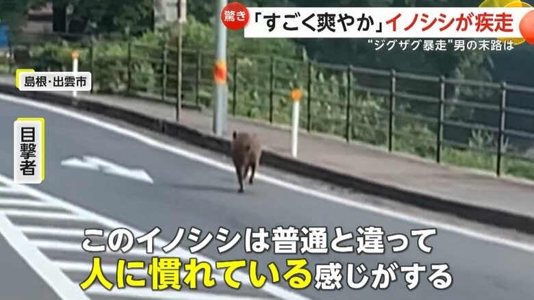 猪突猛進で反対車線を疾走するイノシシ（8月20日午前7時頃、島根・出雲市）
