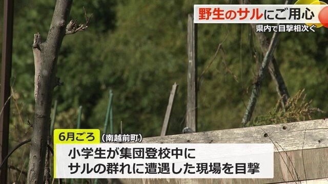 集団登校の児童もサル遭遇
