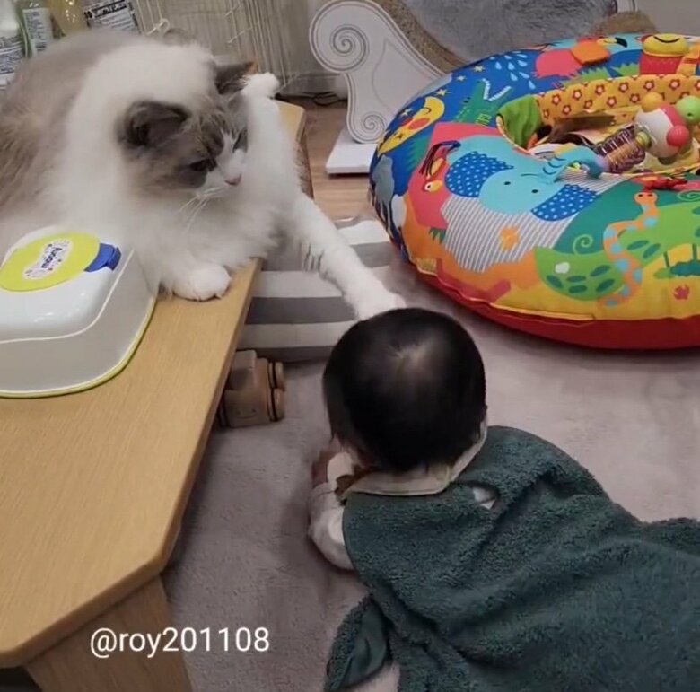 提供：ロイ(Roy)くん@ラグドールさん