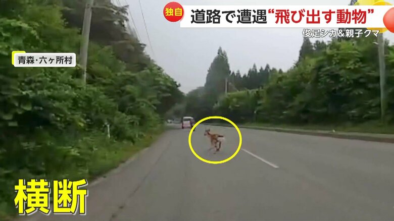 バイクの前を横断していくシカ（提供：ゆとちゃんねる）