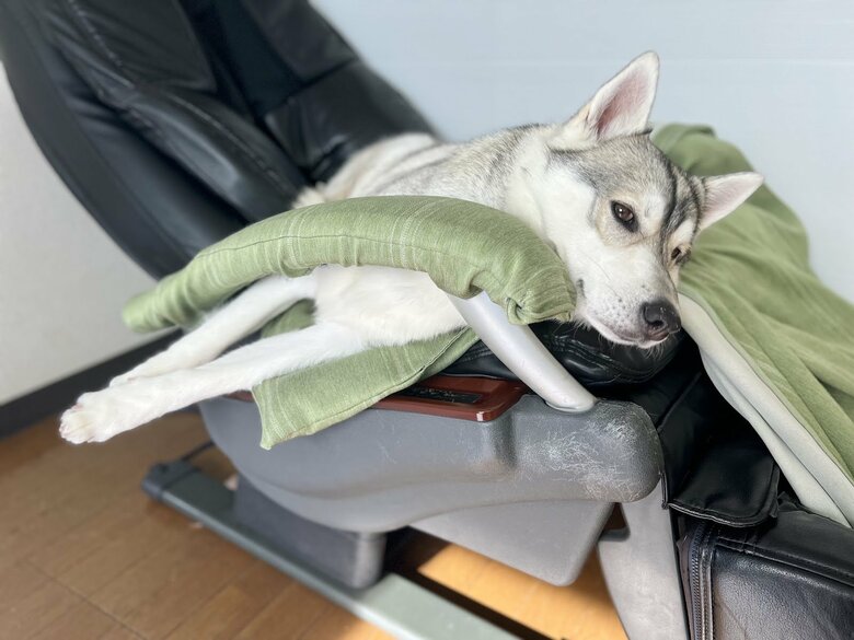 提供：ハスキーいちみちゃんと田舎暮らしさん