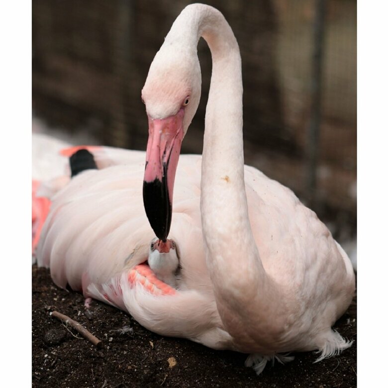 子育て中のフラミンゴ（提供：富士花鳥園）