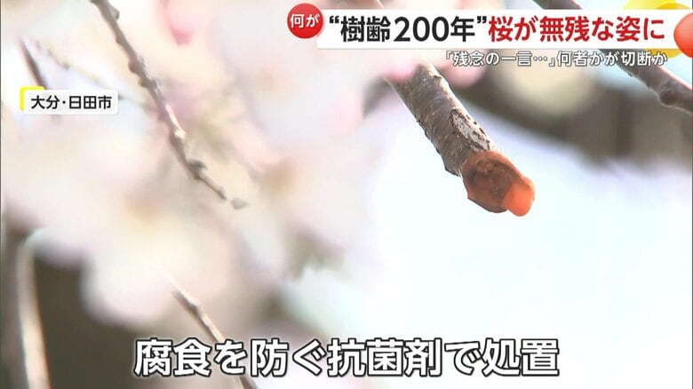 しだれ桜には枝に腐食を防ぐ抗菌剤を塗って対応