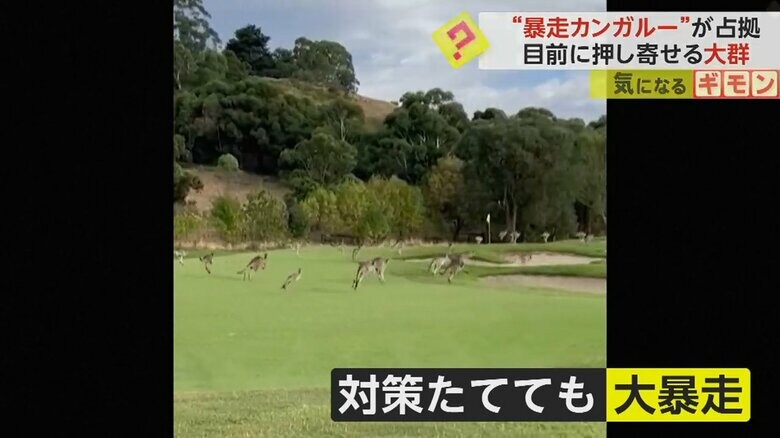 過去にもカンガルーが大群で押し寄せ、フェンスを立てたのだが…