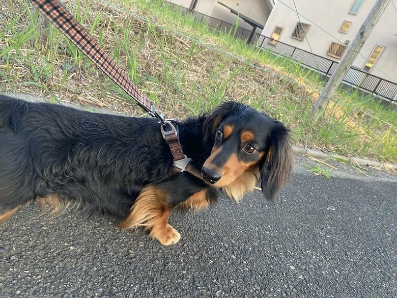 満足するまで散歩できたようだ