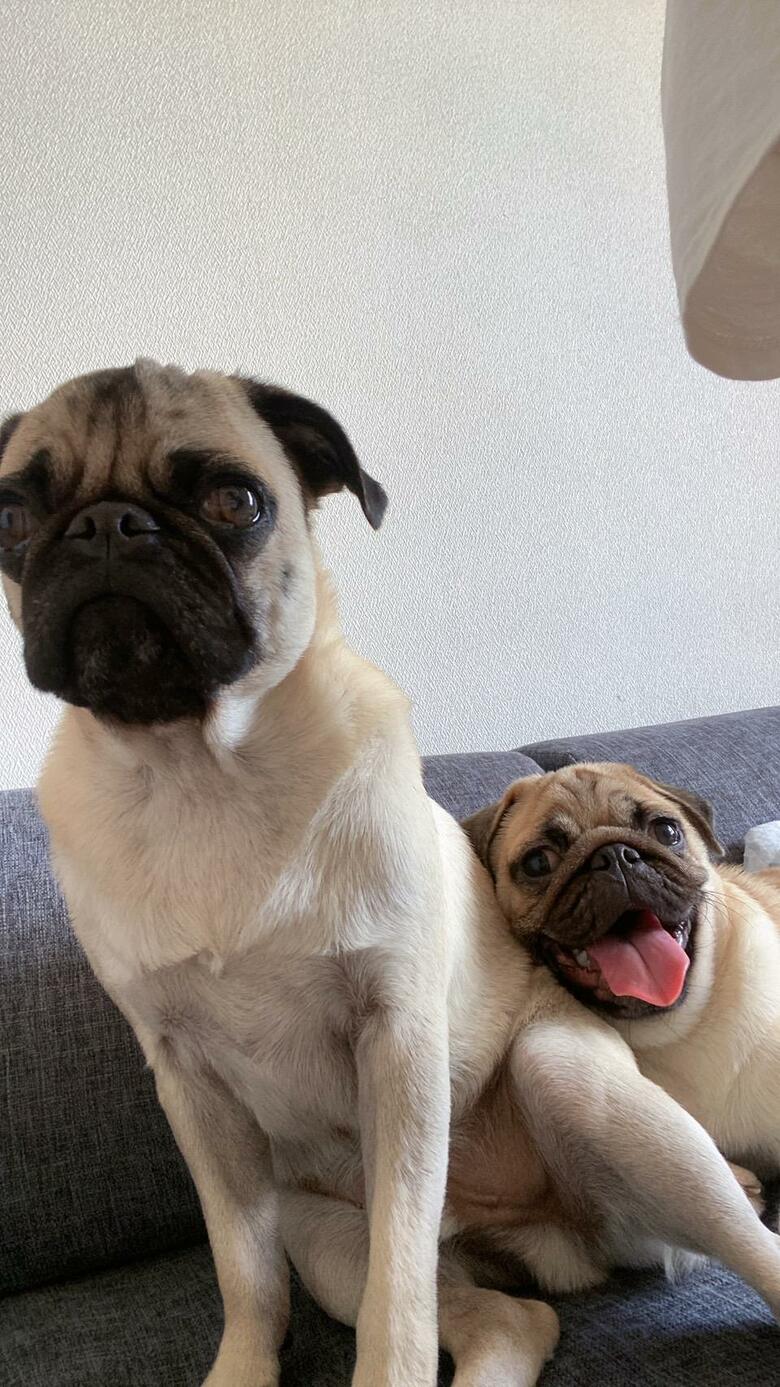 提供：たまごandおもちさん