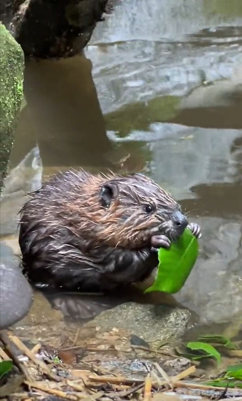 葉っぱを持ったビーバー
