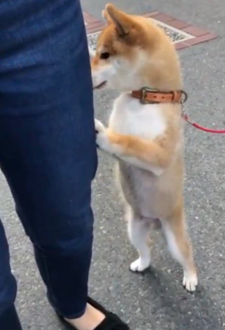 提供：torakichi602さん