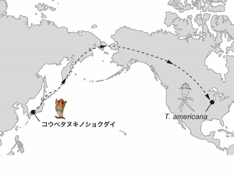 タヌキノショクダイの仲間の北米への分布拡大の経路（画像提供：神戸大 末次健司教授）