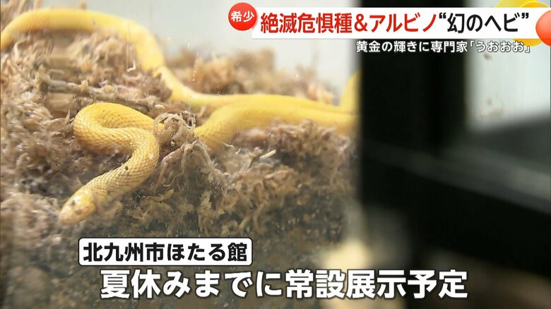 幻のヘビは夏休みまでに「北九州市ほたる館」で常設展示される予定