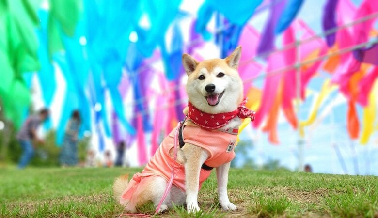 提供：柴犬チャーミーさん