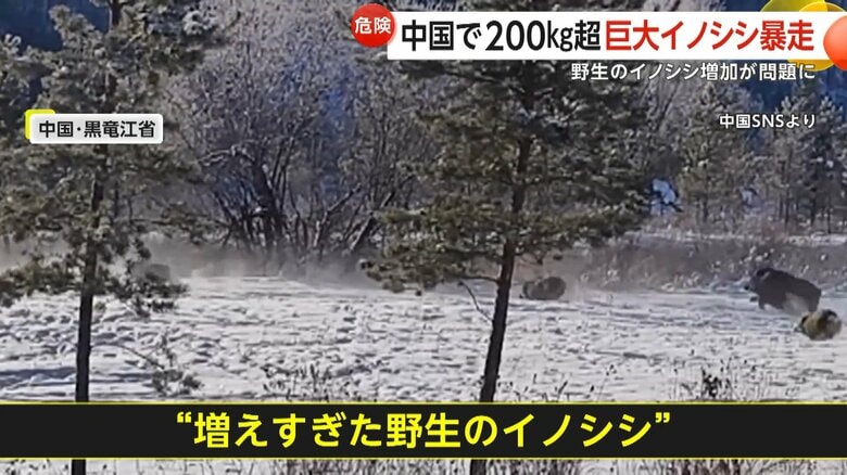中国で今問題になっている増えすぎた野生のイノシシ