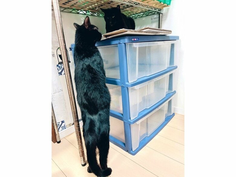 提供：猫野四季＊さん