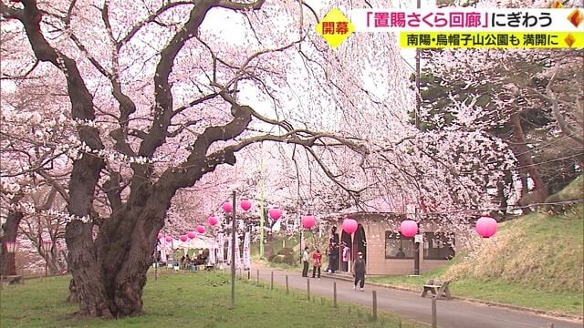 サクラ満開の烏帽子山公園