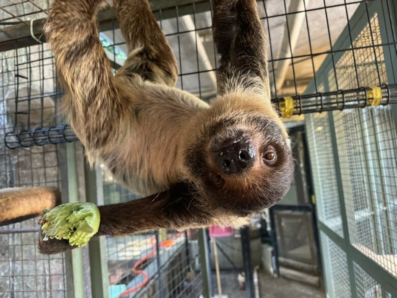 食事中のキンカンちゃん（提供：神戸市立王子動物園）
