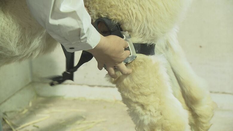 獣医師と飼育員がタックの足に装具を装着