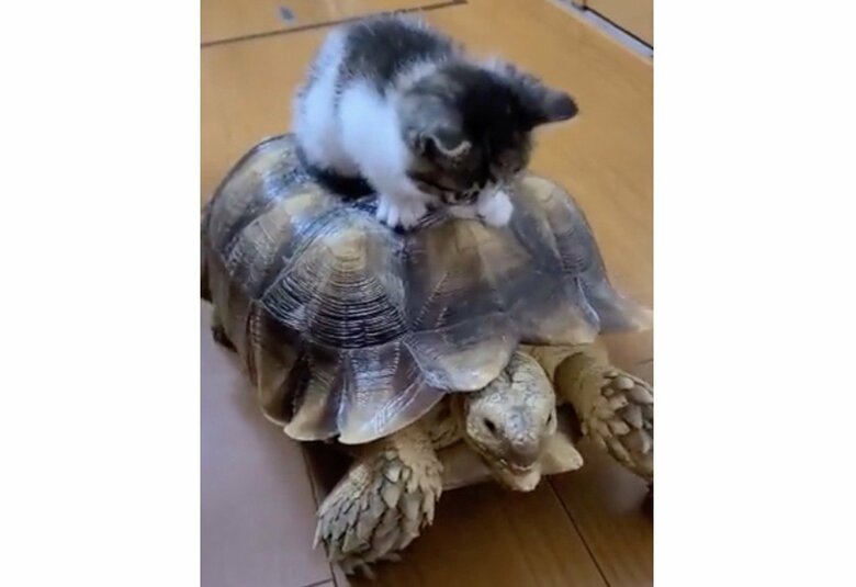 提供：にゃんこ亀さん