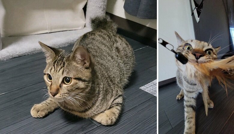 普段のおこめくん。おもちゃで遊ぶ姿もかわいい