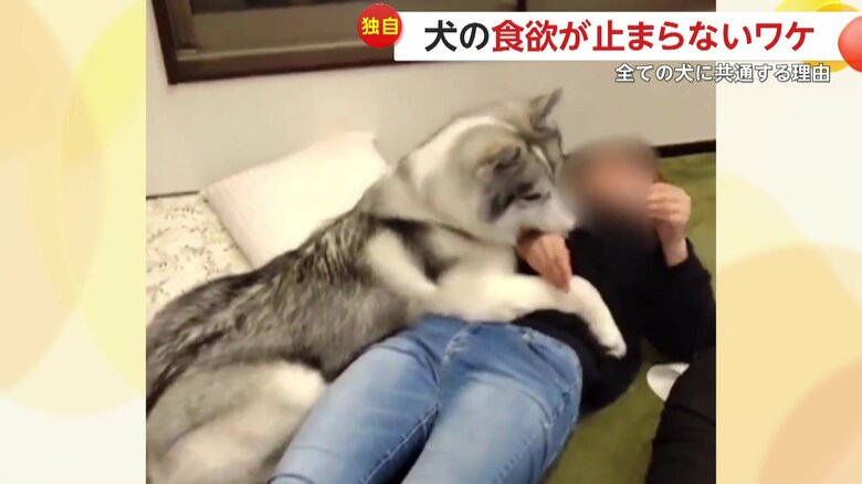 人間と満腹を感じる感覚が違うのだという犬