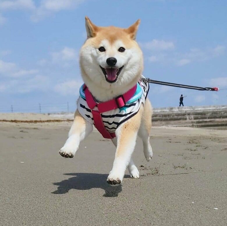 提供：柴犬チャーミーさん