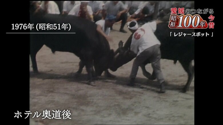 巨体がぶつかりあう迫力に歓声