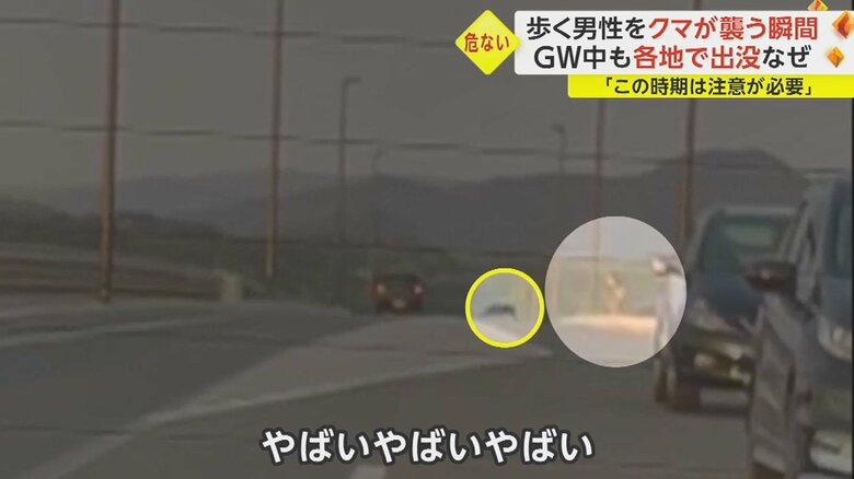 ところが、車道を渡って逃げた男性に向かって、クマが突進してきた。